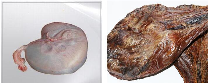 鹿胎是什么？女人吃鹿胎的好处！