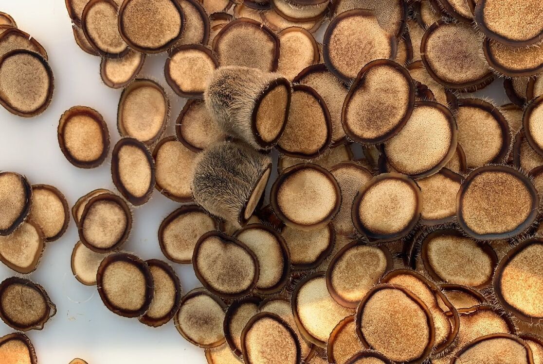 鹿茸温补,产后妈妈能吃鹿茸补身子吗?