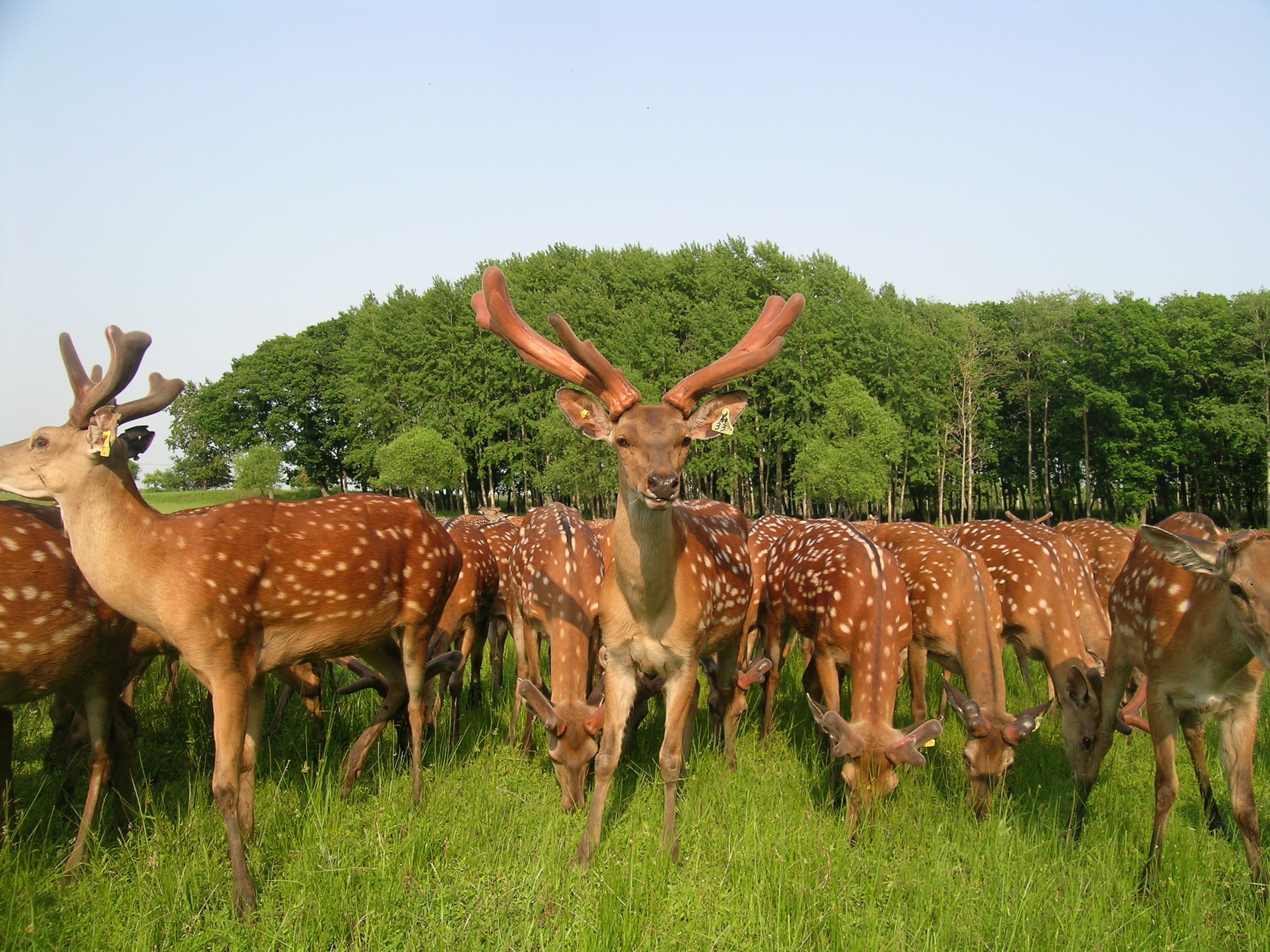 秋冬进补最佳季节,柒兔养生教您如何购买梅花鹿鹿茸!