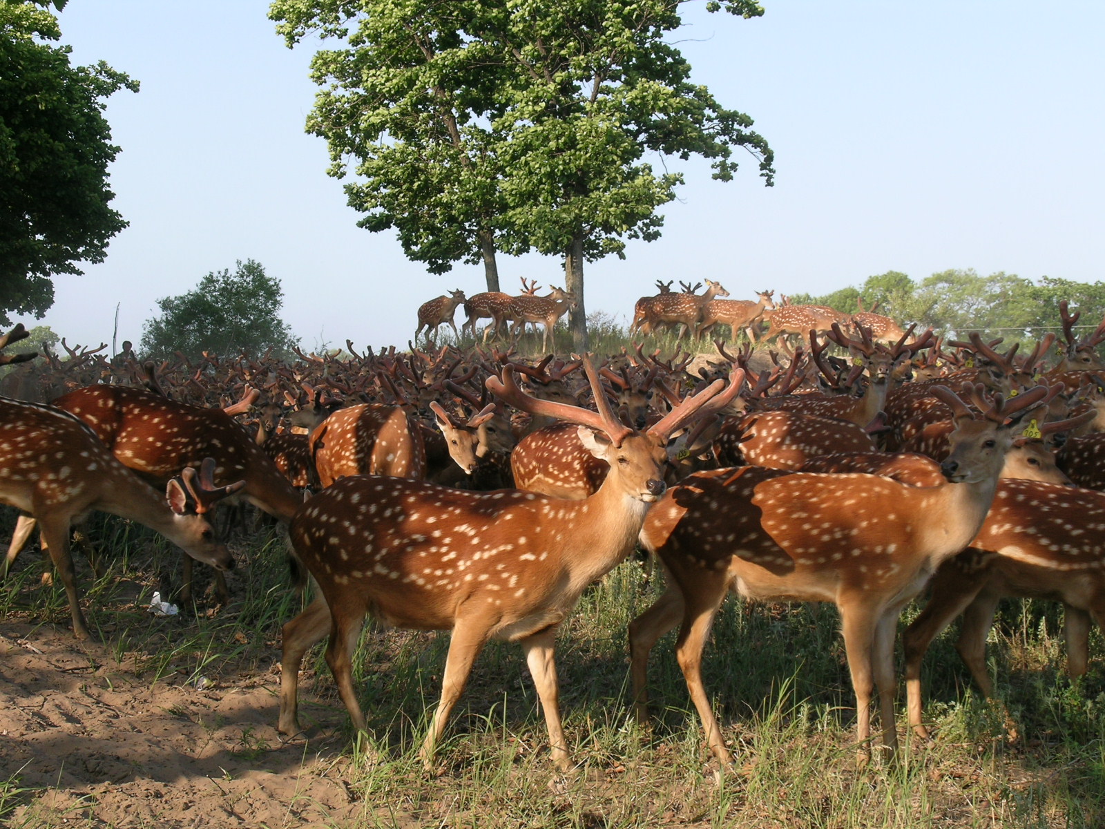 柒兔养生简析梅花鹿养殖前景、行情、市场!