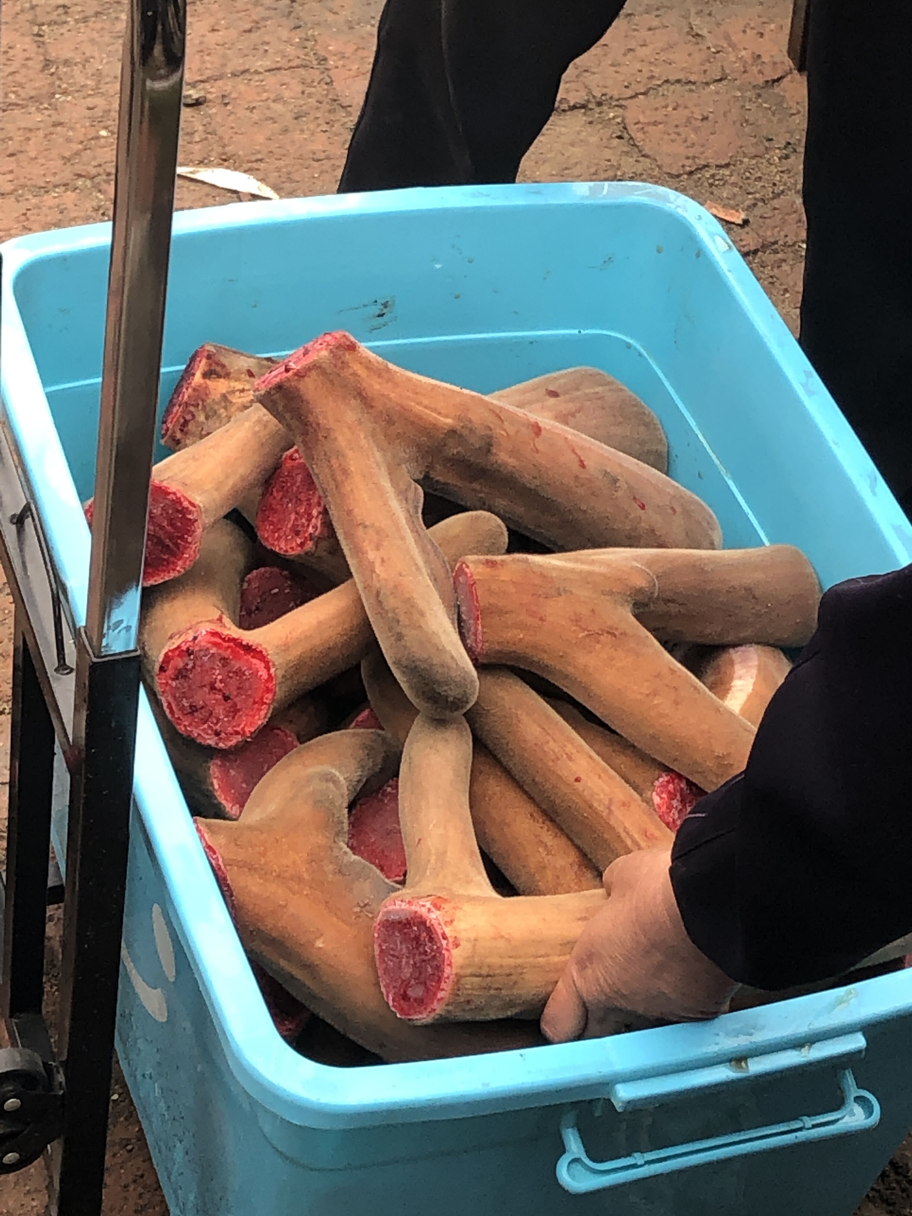 鹿茸批发价格多少 2019年鹿茸行情会涨吗?