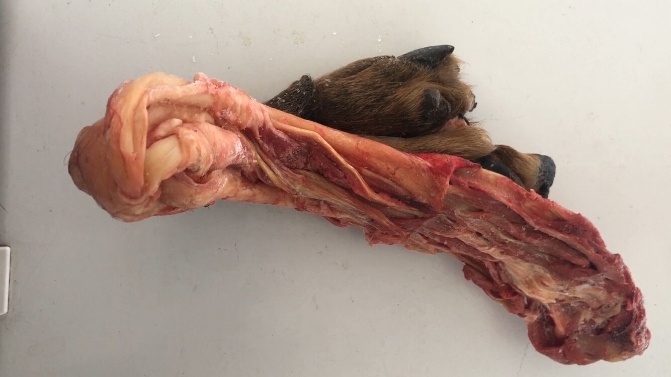 一斤鹿筋泡几斤酒, 干鹿筋怎么泡酒