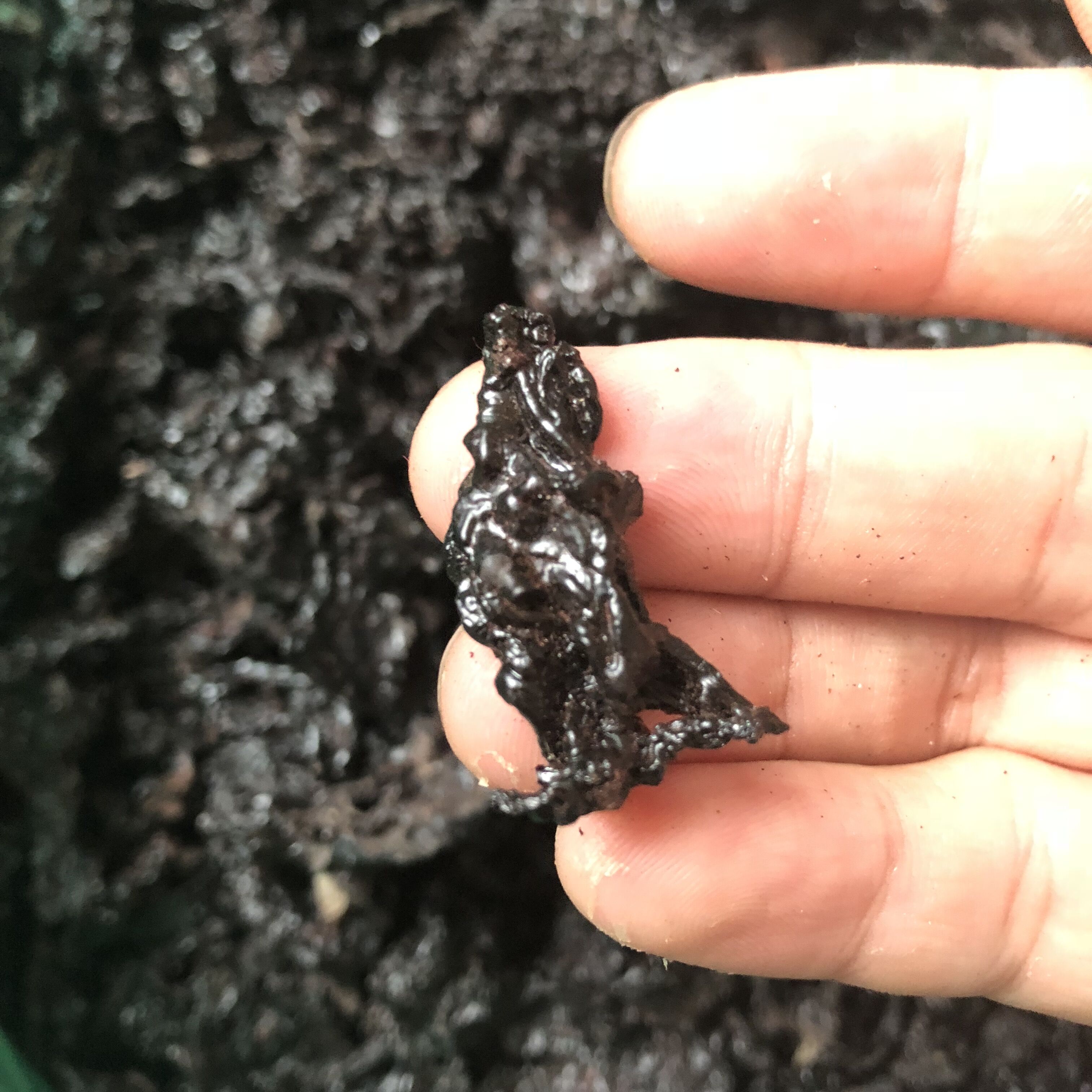 鹿心血多少钱鹿心血真假辨别!