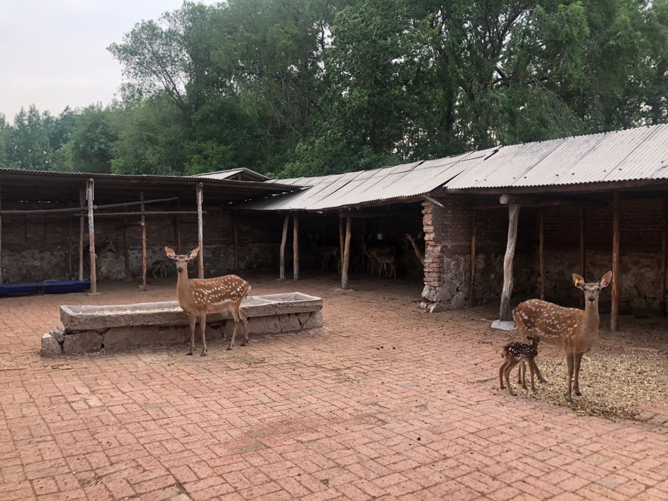 东北梅花鹿养殖之鹿繁殖知识小科普！