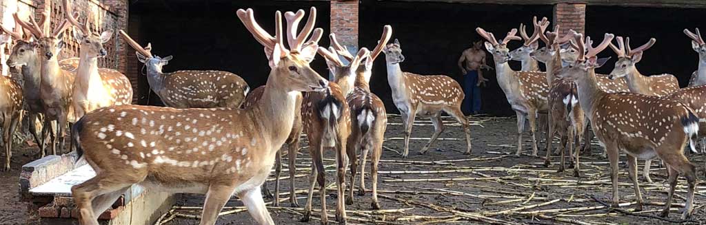 中国梅花鹿之乡双阳梅花鹿种鹿选择五大标准!