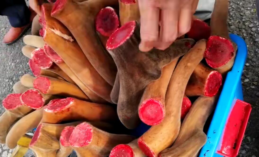 2019年鹿茸什么价格 鹿茸批发价格多少