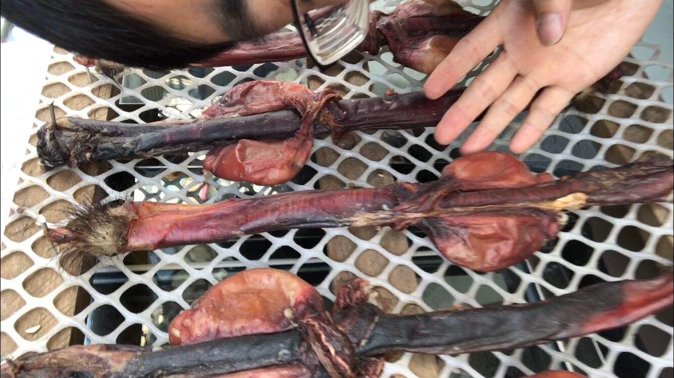 揭秘!鹿鞭这样吃才能更好发挥补肾效果!