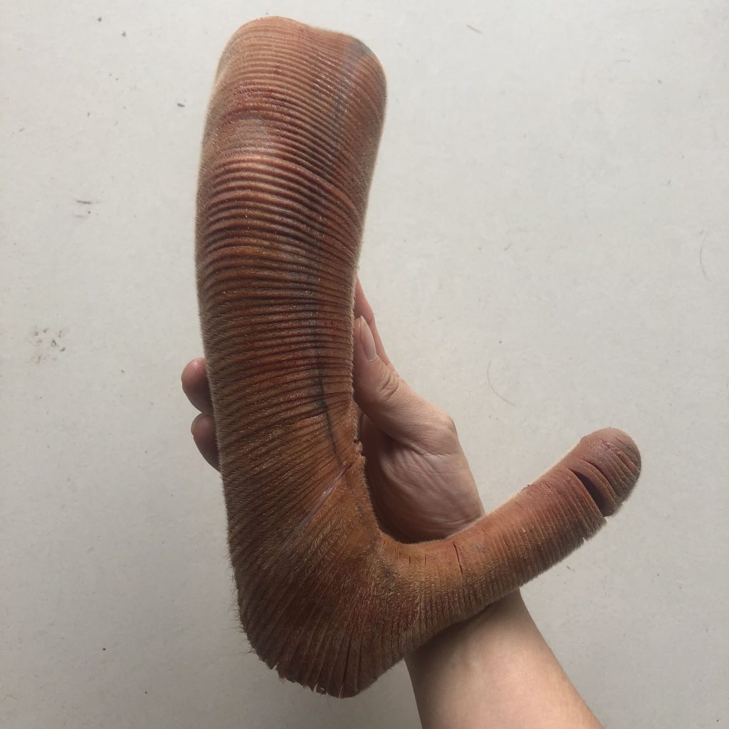 鹿茸