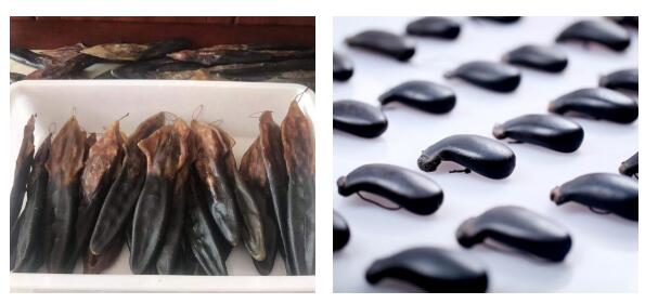 鹿尾价格差别大原因是这样的…