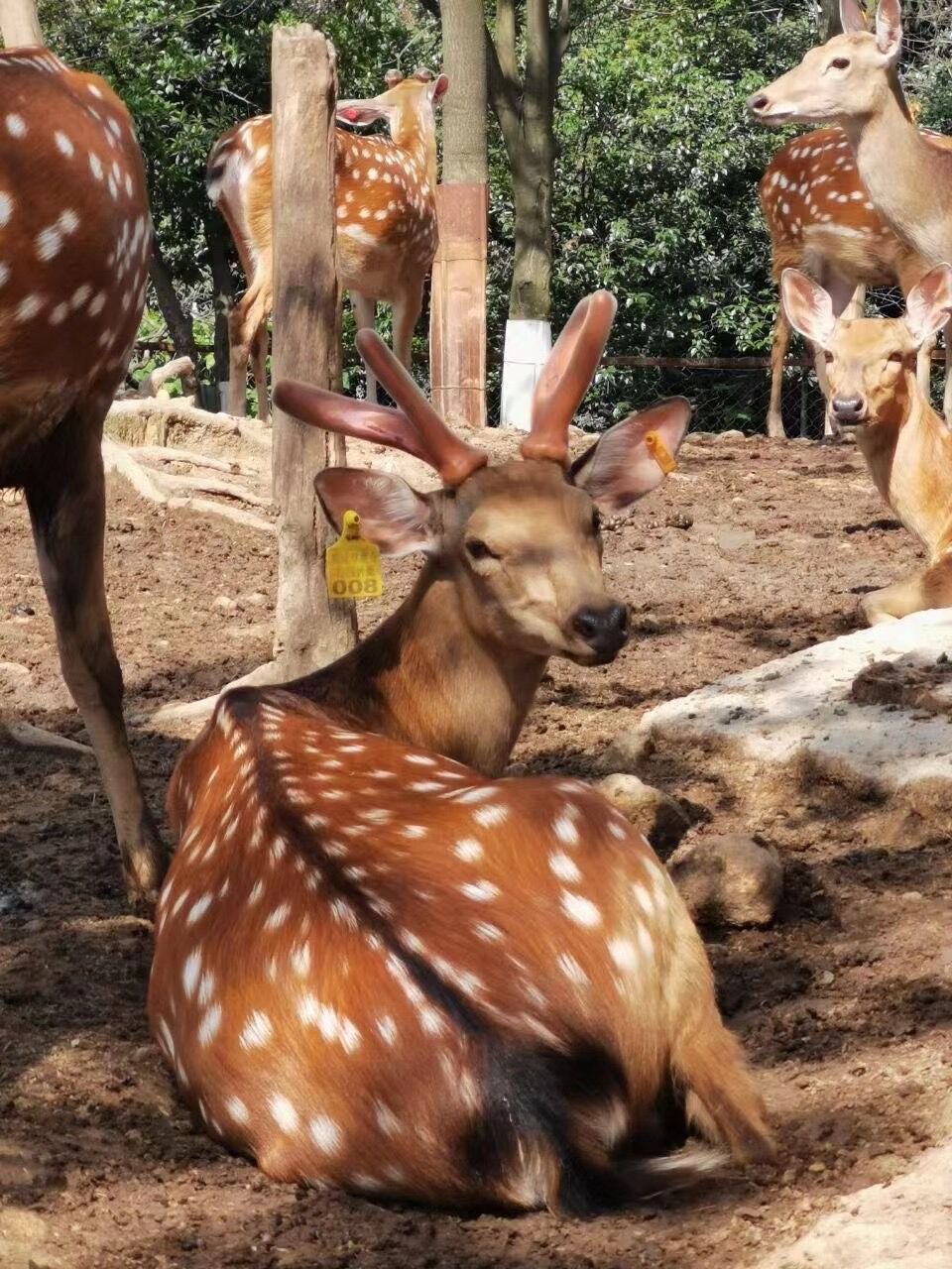 鹿茸怎么选择好?如何挑选鹿茸?