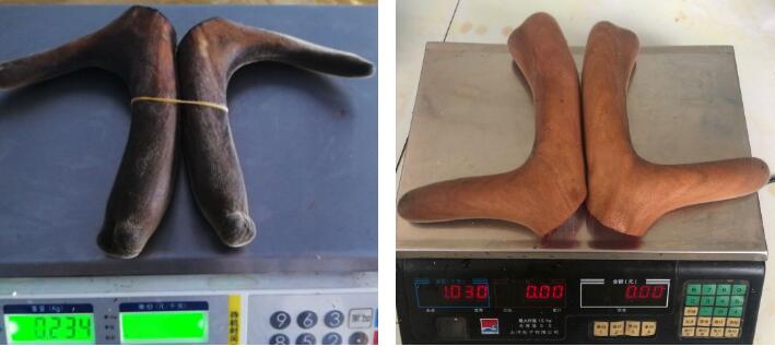 鲜鹿茸好还是干鹿茸好?