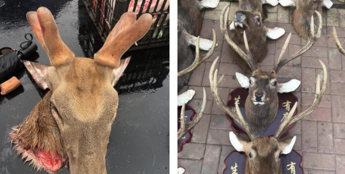 鹿头能吃吗,梅花鹿头有什么用?