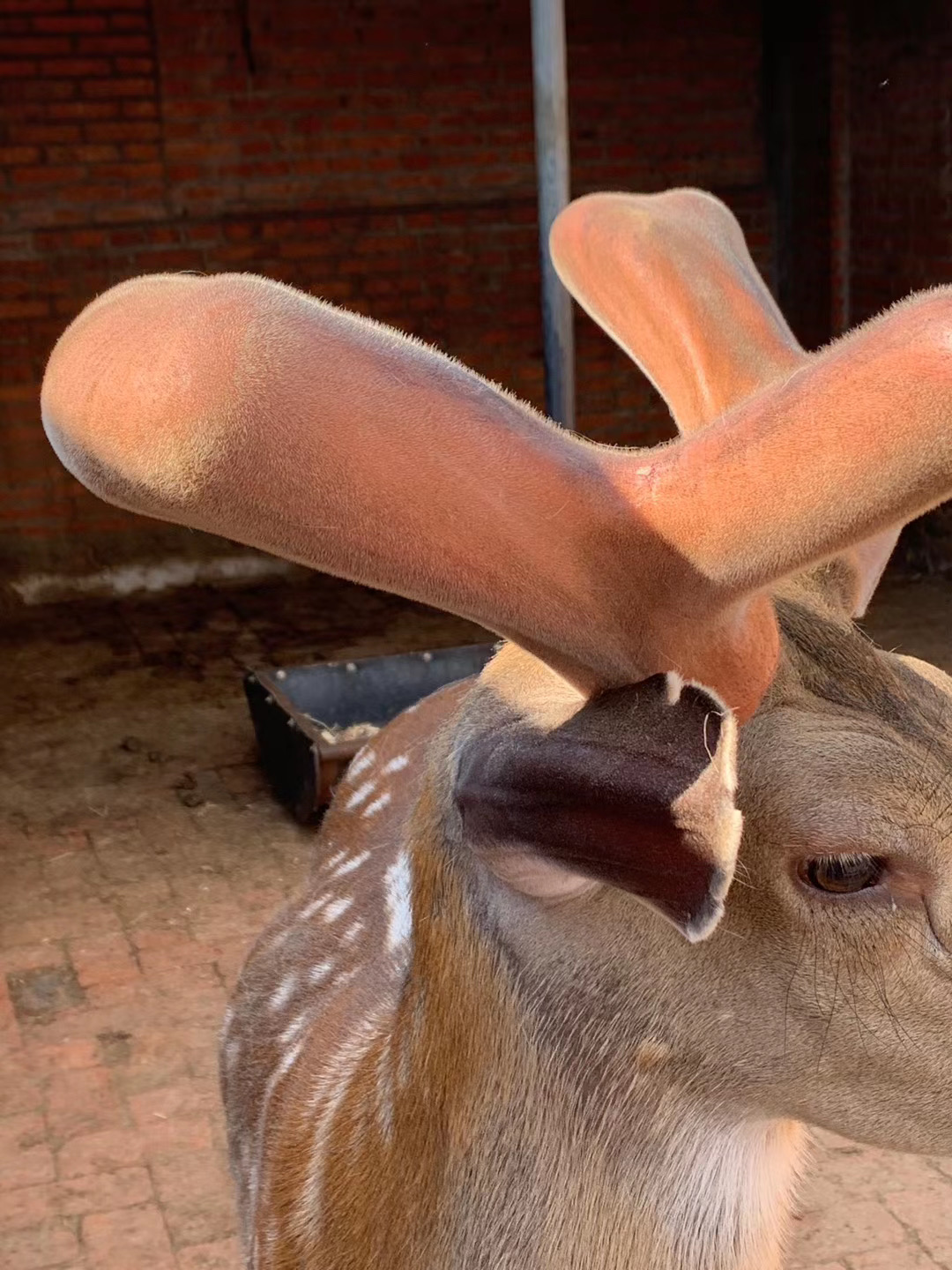 割鲜鹿茸季节整根鲜鹿茸如何泡酒,怎么食用!