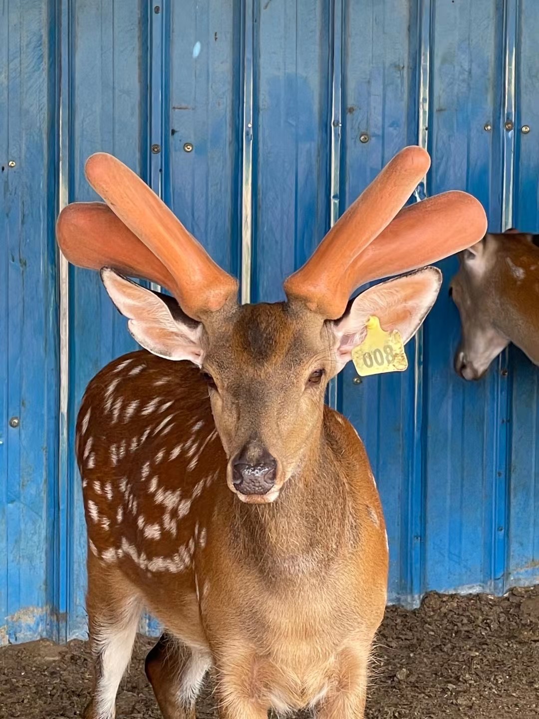 两会代表提出大力发展梅花鹿产业！