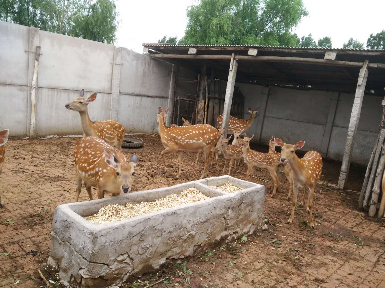 梅花鹿多少钱一头 梅花鹿幼仔价格2019