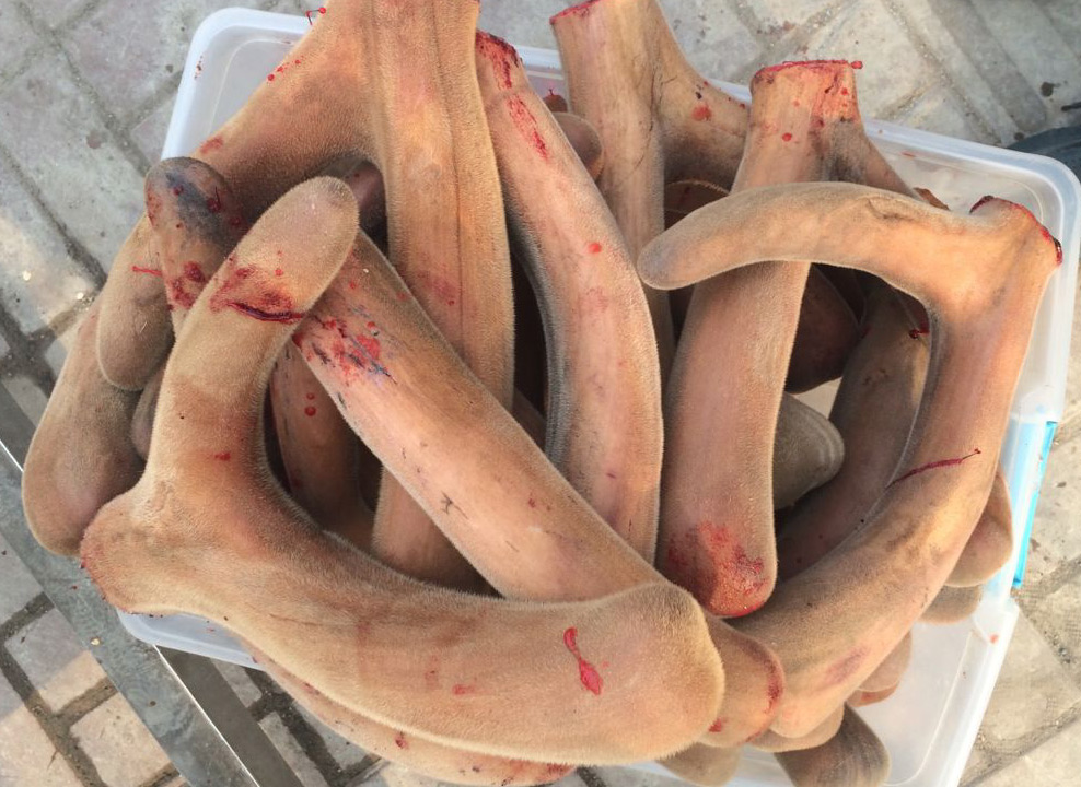 鹿茸一次吃多少克,鹿茸可以天天吃吗