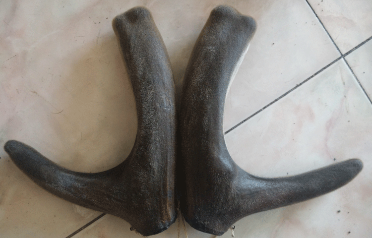 酒仙分享鹿茸泡酒7大配方!