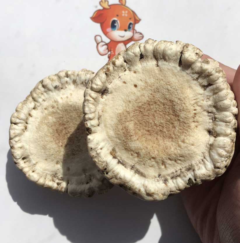 梅花鹿鹿角帽