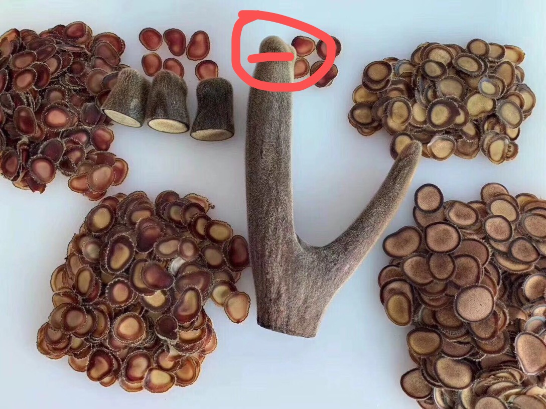 柒兔养生教您挑选优质梅花鹿茸,选好鹿茸不花眼!
