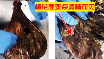 干鹿胎怎么选鹿胎大的好还是小的好