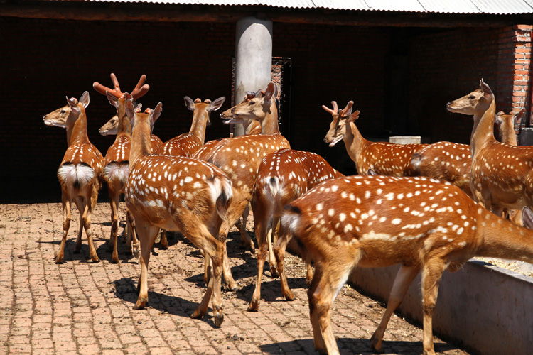 一支鹿茸多少钱 鹿茸整枝能泡酒吗 鹿茸泡酒的功效和作用