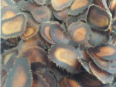 鹿鞭泡酒3种配方哎呀妈呀再也不愁泡酒了