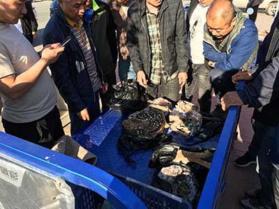 别再被割韭菜,今天我将教你如何辨别鹿茸真假