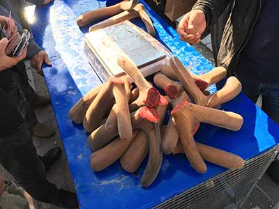 真假梅花鹿鞭图片大全