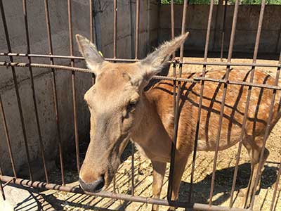 鹿鞭泡酒有什么功效呢?附有10个大的鹿鞭泡酒方法。