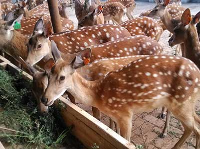 晚上睡觉前喝鹿鞭酒对身体好吗?