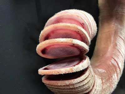 吉林双阳区鹿乡鲜鹿鞭泡酒的最佳方法