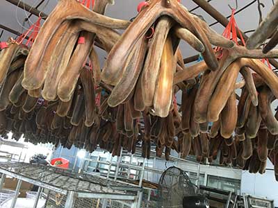 鹿鞭的价格一根鹿鞭多少钱?