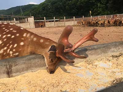 鹿茸一杠两杠是什么意思?