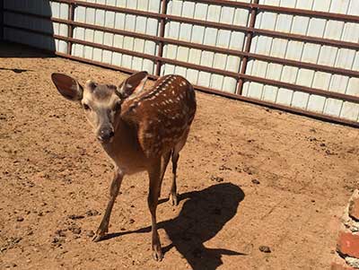 鹿茸最新价格走势分析