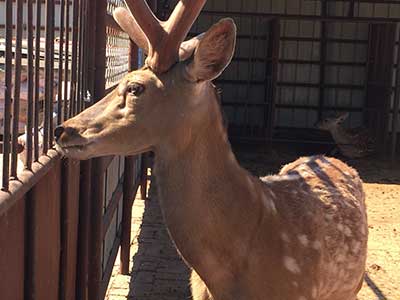 网上微信上卖的梅花鹿鞭最大的有多重