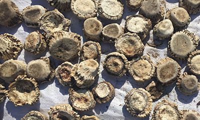 女人吃鹿角帽粉有什么副作用