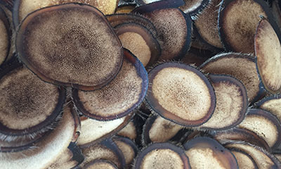 鹿茸片泡水,鹿茸片泡水效果如何,东北鹿茸片泡水效果如何?