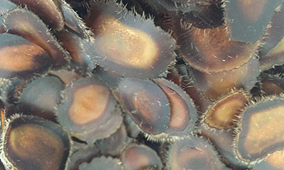 鹿茸片的种类大全图解说明