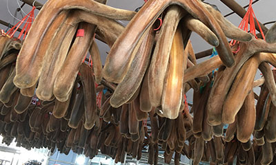 鹿茸片的正确吃法与用量是多少