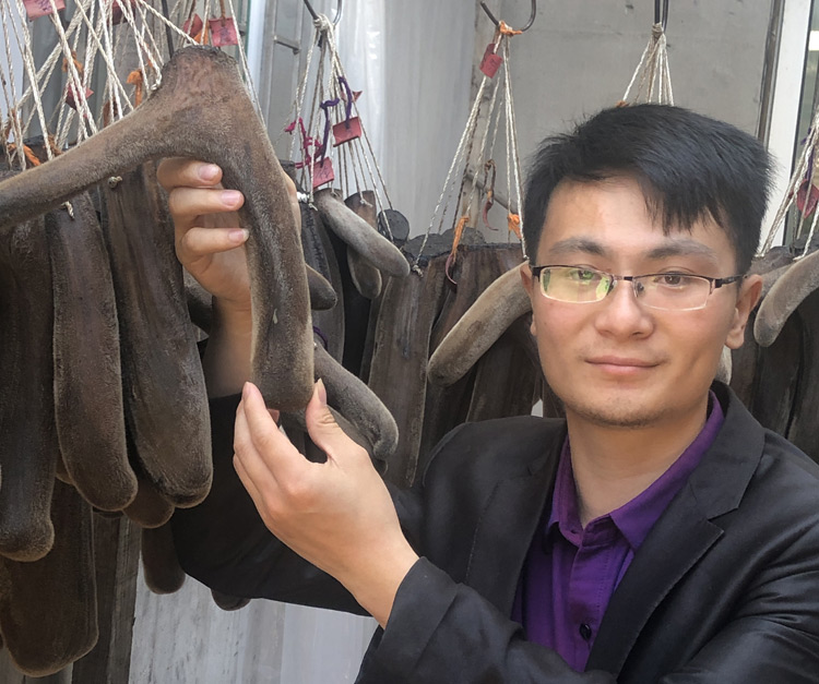 【收藏】史上最详细鹿茸讲解看了你也能鹿茸专家!