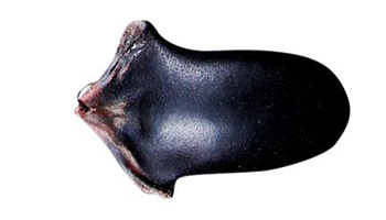 富含多种维生素的鹿尾功效作用及吃法介绍!