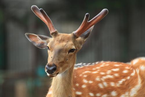 梅花鹿养殖之育成鹿管理及注意事项!
