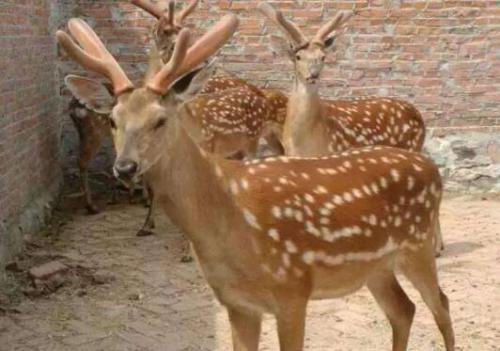 中国梅花鹿之乡梅花鹿鹿王的故事