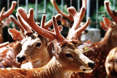 补肾壮阳鹿茸好还是鹿鞭好