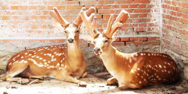 双阳梅花鹿养殖之收割鹿茸前的准备