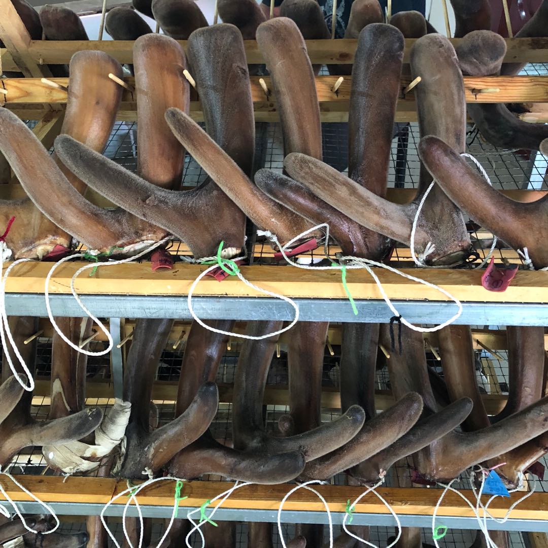 白鹿茸片好还是红的好?白鹿茸和红鹿茸的区别?