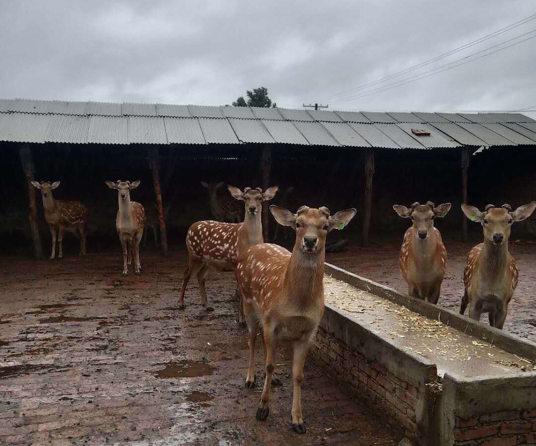 7大鹿茸功效决定鹿茸价格昂贵!