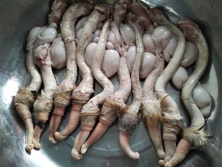 新鲜鹿鞭多少钱一根普及市场价格